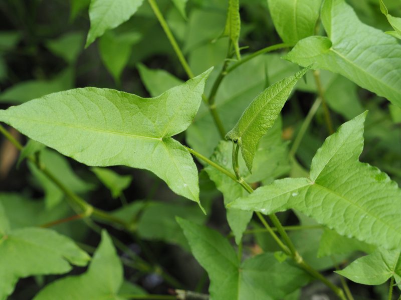 Persicaria arifolia, photographed by mefisher