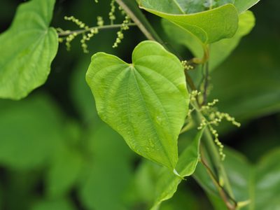 Dioscorea villosa, photographed by mefisher
