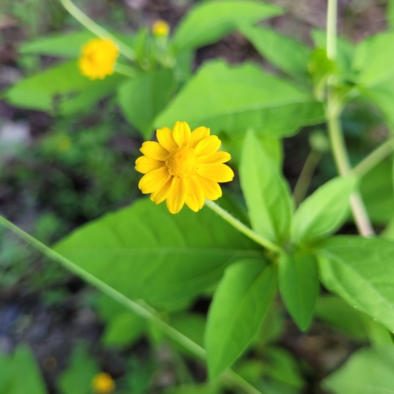 Melampodium divaricatum, photographed by Maria Janeiro
