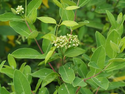 Apocynum cannabinum, photographed by mefisher