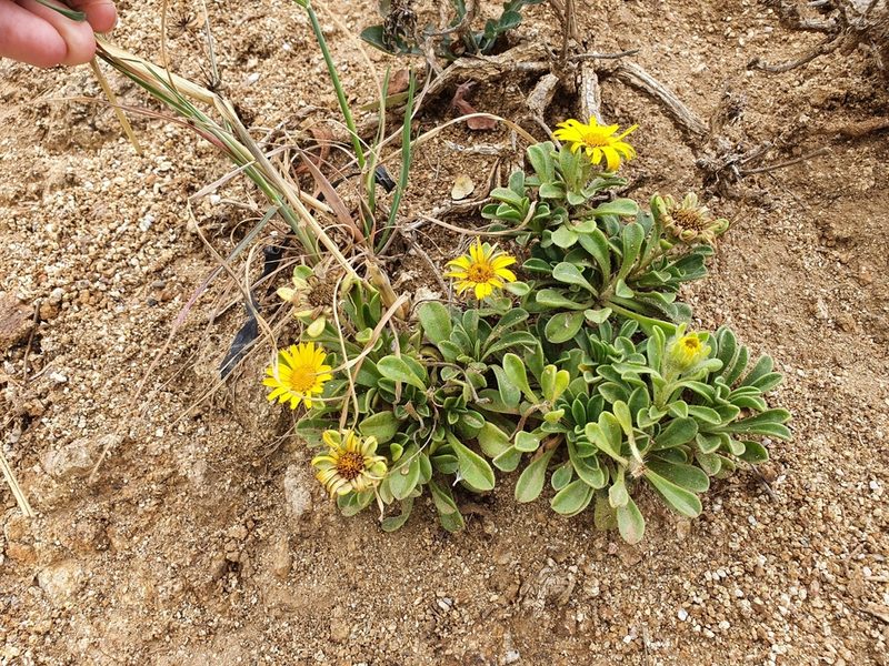 Pallenis maritima, photographed by Mehdi Chetibi