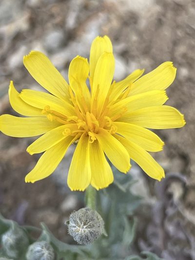 Crepis occidentalis, photographed by Bruce Homer-Smith