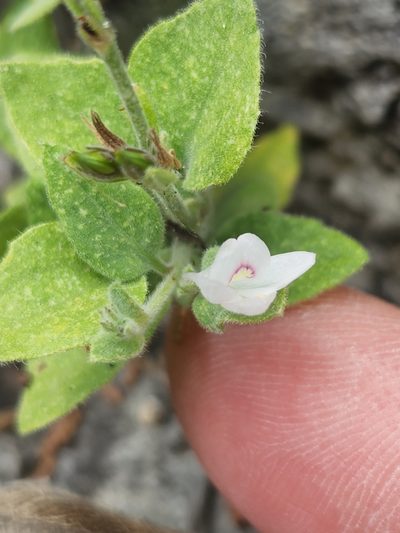 Carlowrightia torreyana, photographed by Jo Roberts