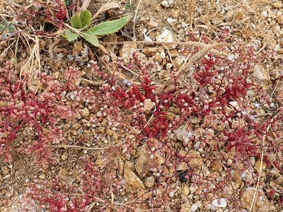 Sedum caeruleum, photographed by Mehdi Chetibi