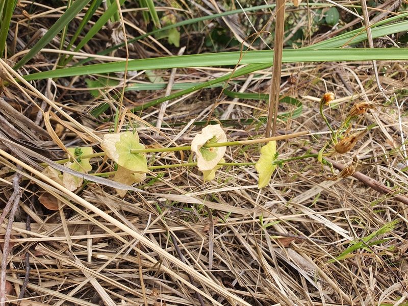 Blackstonia grandiflora, photographed by Mehdi Chetibi