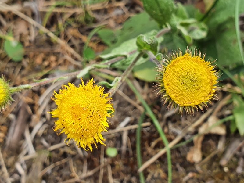 Pulicaria odora, photographed by Mehdi Chetibi