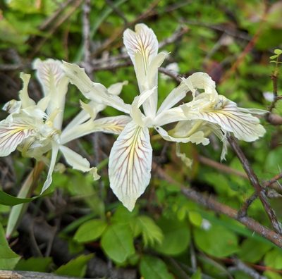 Iris chrysophylla