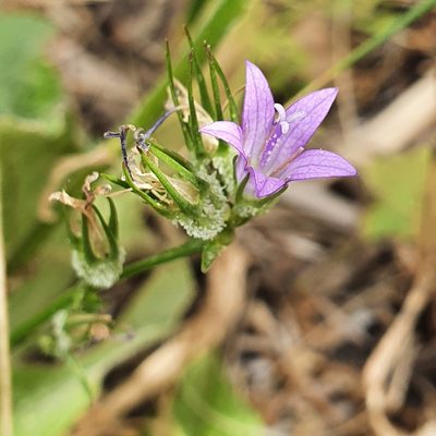 Campanula rapunculus, photographed by Mehdi Chetibi