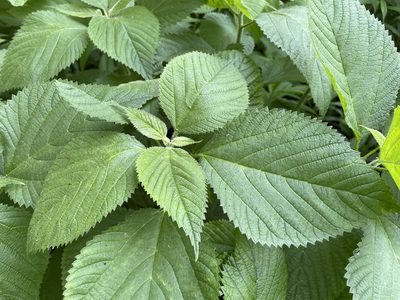 Laportea canadensis, photographed by Tom Scavo
