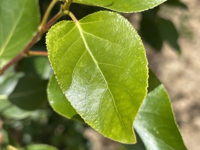 Populus trichocarpa, photographed by rappman