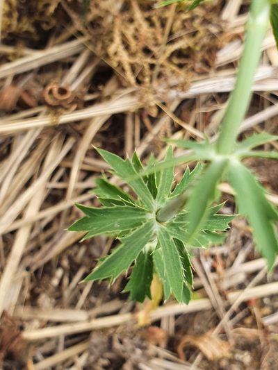 Eryngium tricuspidatum, photographed by Mehdi Chetibi