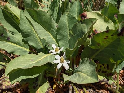 Anemopsis californica, photographed by sdash