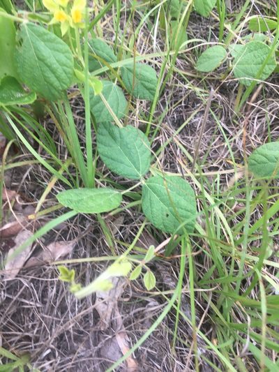 Rhynchosia difformis, photographed by harrier