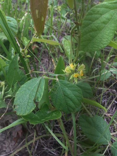 Rhynchosia difformis, photographed by harrier