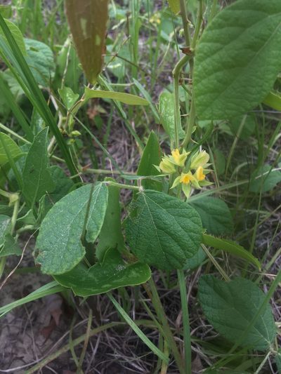 Rhynchosia difformis, photographed by harrier