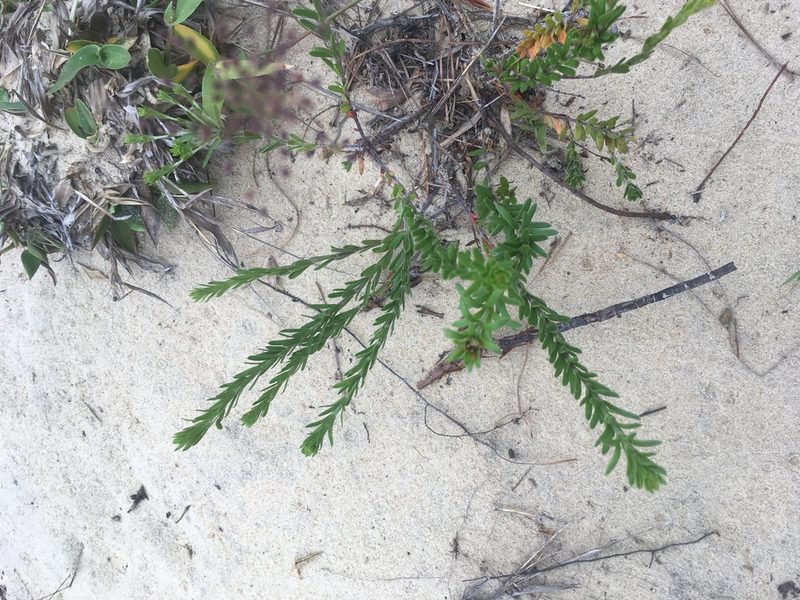 Lechea maritima, photographed by harrier