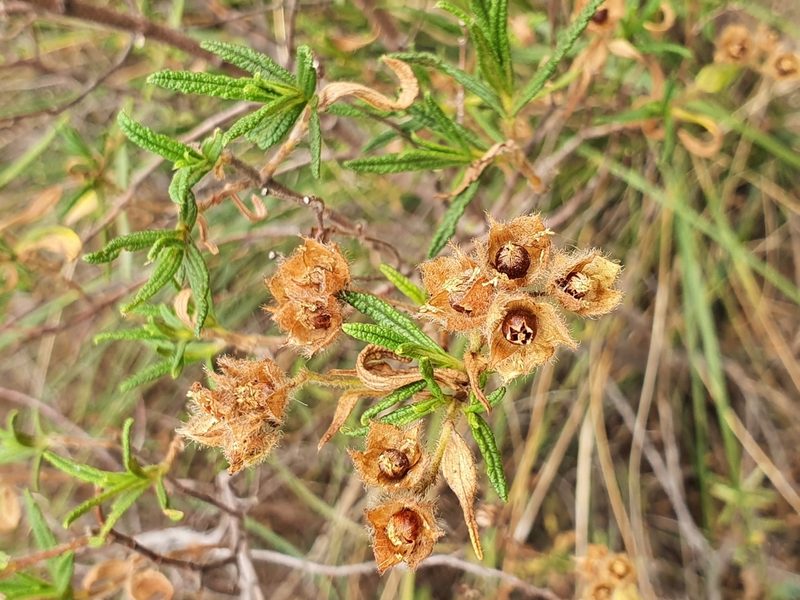 Cistus monspeliensis, photographed by Mehdi Chetibi