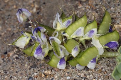 Lupinus odoratus, photographed by Steve Matson