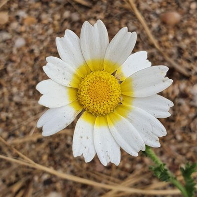 Glebionis coronaria, photographed by Mehdi Chetibi