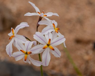 Leucocoryne appendiculata, photographed by Nicolás Villaseca Merino