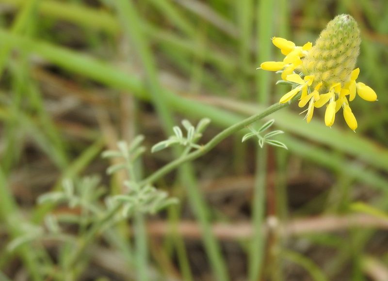 Dalea aurea, photographed by saltyhiker