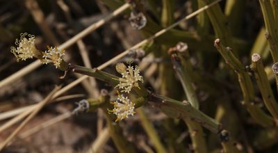 Kleinia longiflora, photographed by desertnaturalist