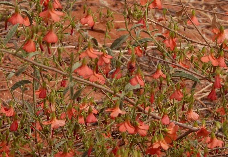 Hermannia modesta, photographed by desertnaturalist