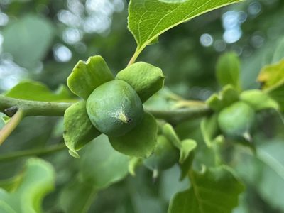 Diospyros virginiana, photographed by Bill Sheehan