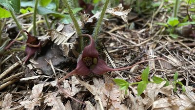 Asarum caudatum, photographed by Hilary Rose Dawson