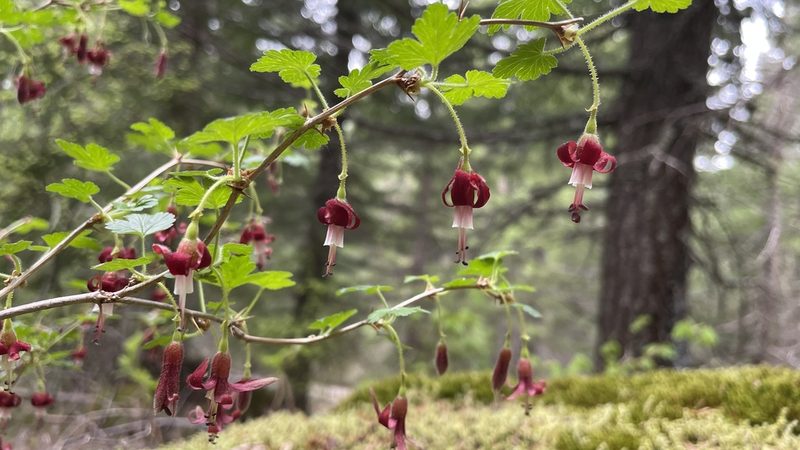 Ribes lobbii, photographed by Hilary Rose Dawson