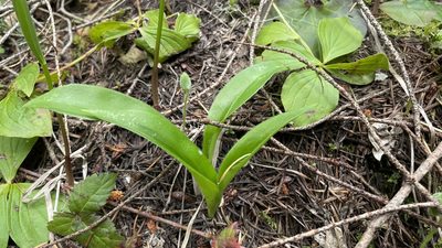 Clintonia uniflora