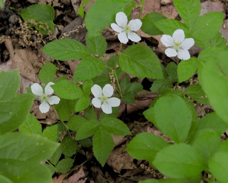 Rubus flagellaris, photographed by Fluff Berger