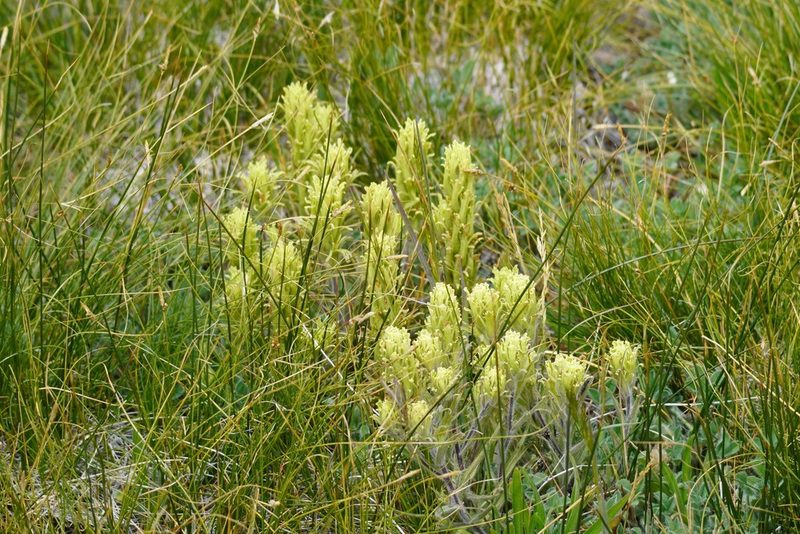Castilleja pilosa, photographed by Steve Woodward