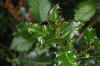Ilex aquifolium, photographed by David Carey
