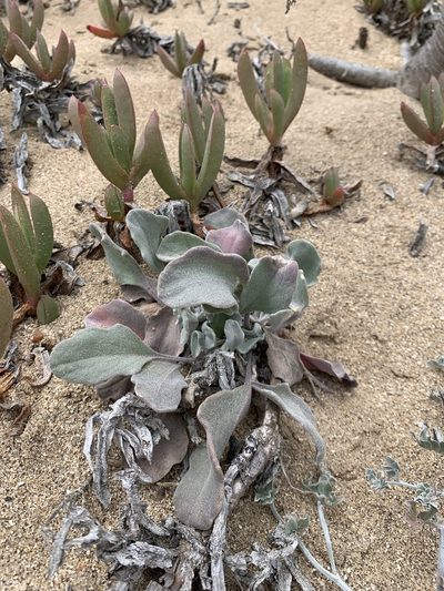 Dithyrea maritima, photographed by william_hoyer
