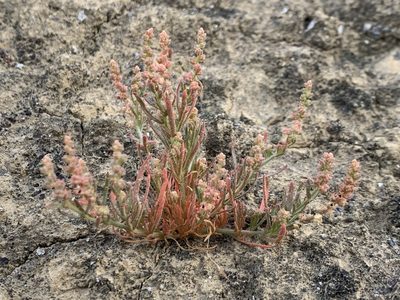 Oligomeris linifolia