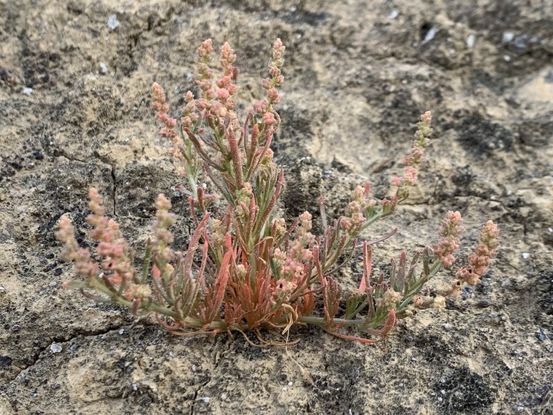 Oligomeris linifolia, photographed by william_hoyer