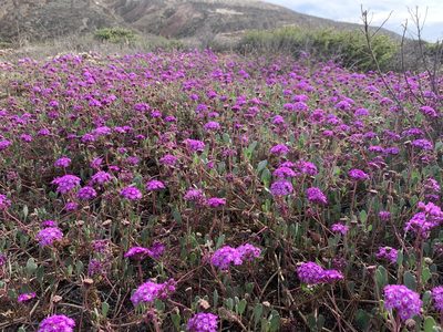 Abronia umbellata, photographed by william_hoyer