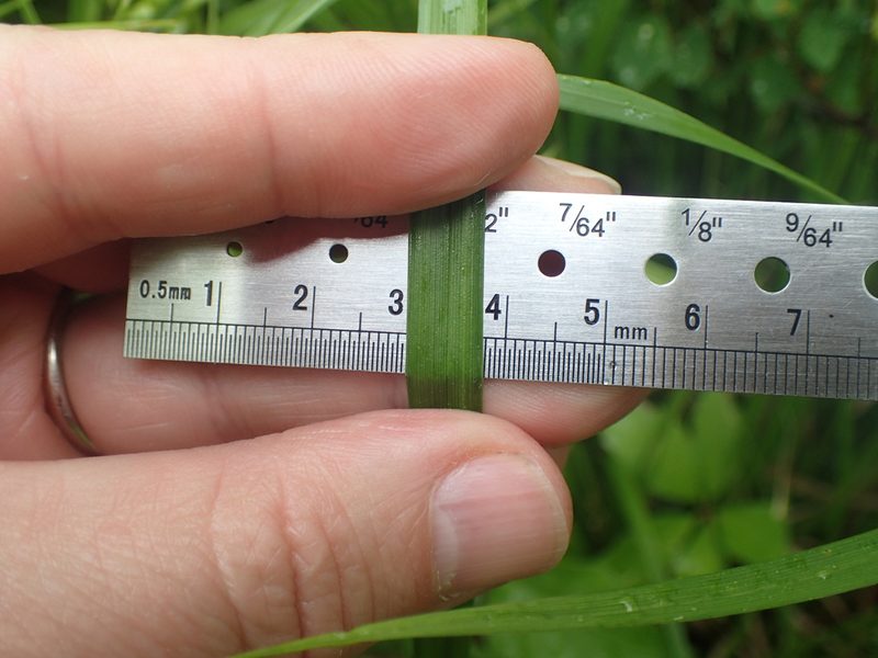 Carex intumescens, photographed by John Baur