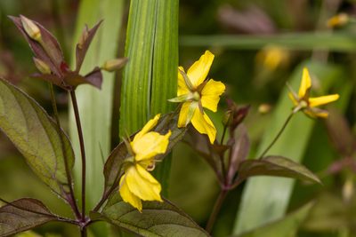 Lysimachia ciliata, photographed by Ben Smith