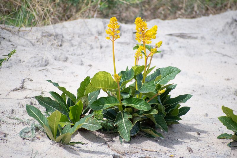 Palicourea rigida, photographed by w_endo