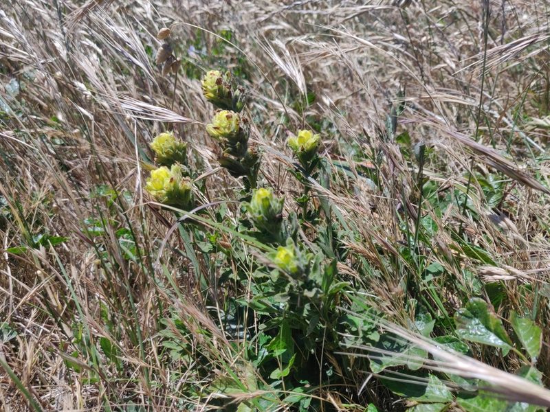 Castilleja wightii, photographed by Alexander Wentworth