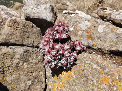 Dudleya farinosa, photographed by Alexander Wentworth