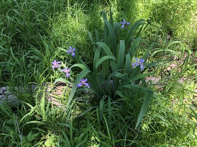 Iris virginica, photographed by Mike B