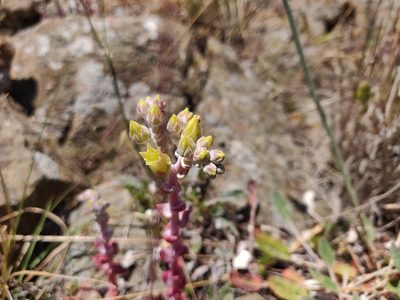 Dudleya farinosa, photographed by Alexander Wentworth