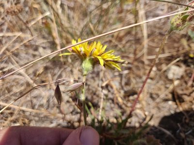 Agoseris hirsuta
