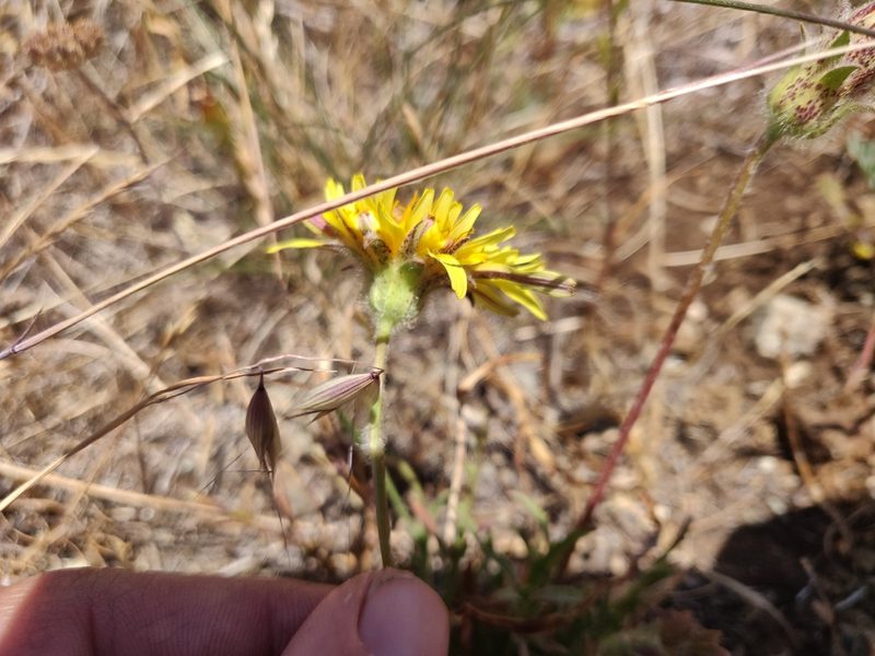 Agoseris hirsuta, photographed by Alexander Wentworth
