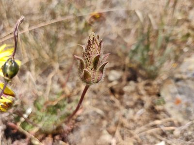 Agoseris hirsuta, photographed by Alexander Wentworth