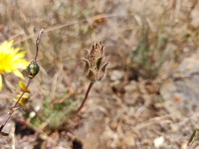 Agoseris hirsuta, photographed by Alexander Wentworth