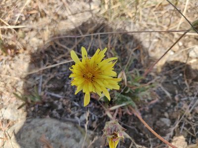 Agoseris hirsuta, photographed by Alexander Wentworth